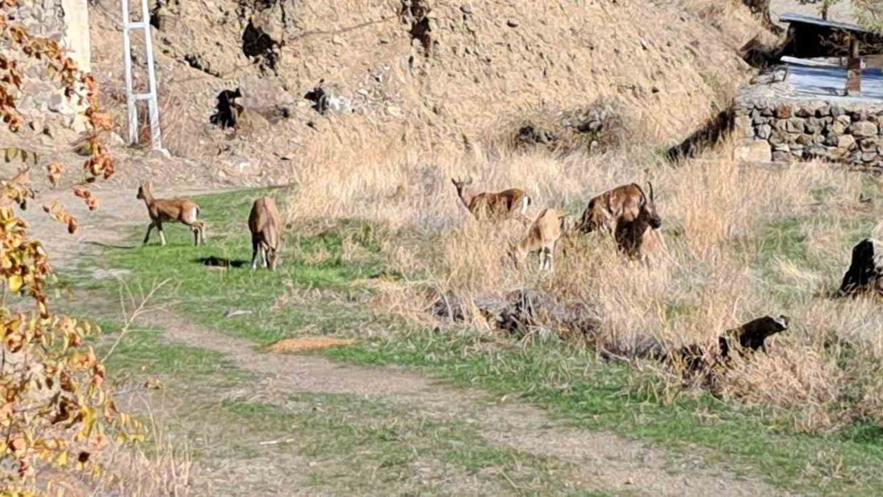 Erzurum Ormanağzı'nda yaban keçileri köy içinde özgürce otluyor