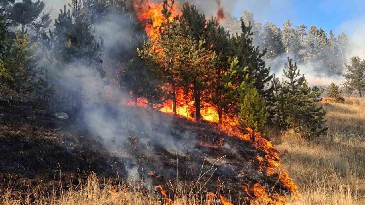 Erzurum Şenkaya'da orman yangını: Üç noktadan çıkan yangınların ikisi kontrol altına alındı