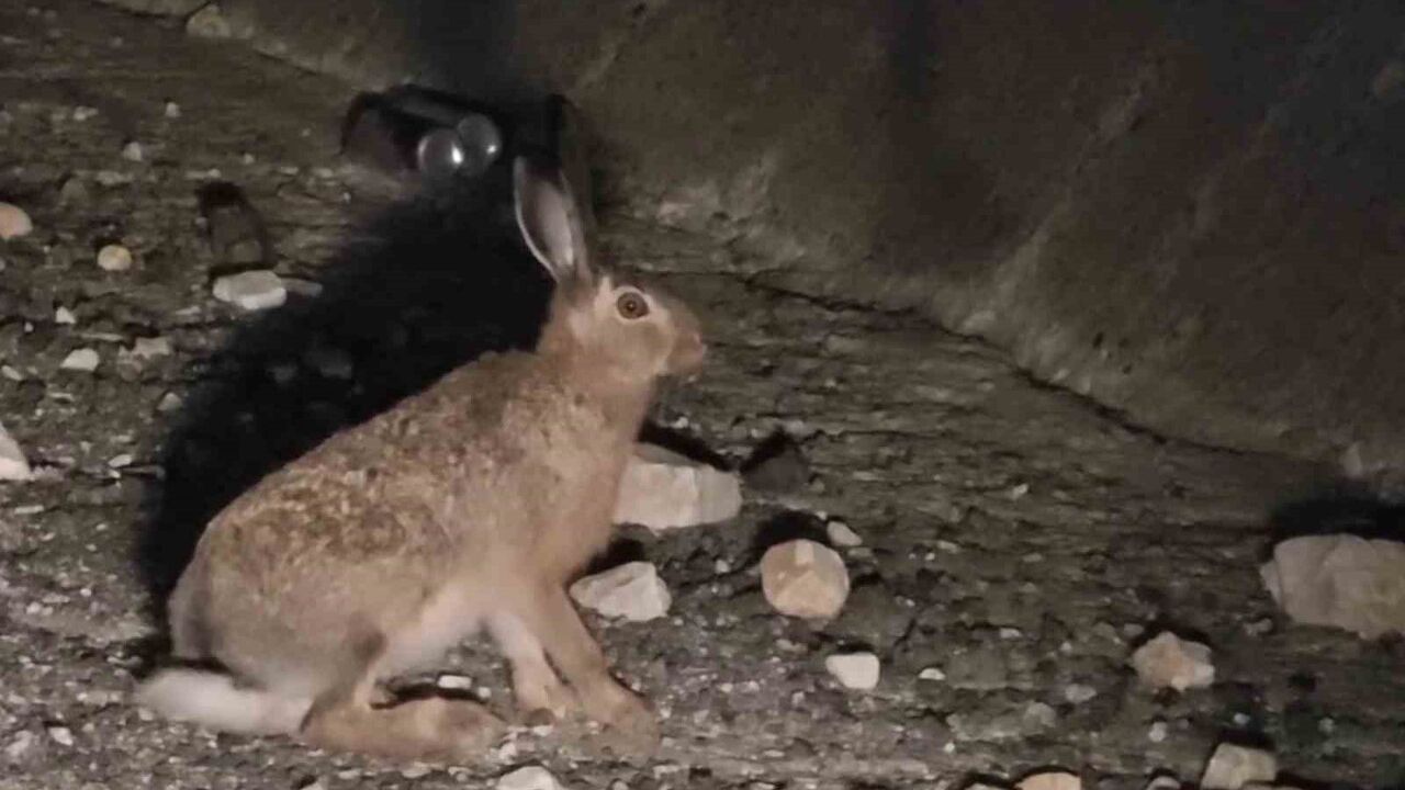 Erzurum Uzundere'de otoyolda görülen yabani tavşan sürücüyü bekletti