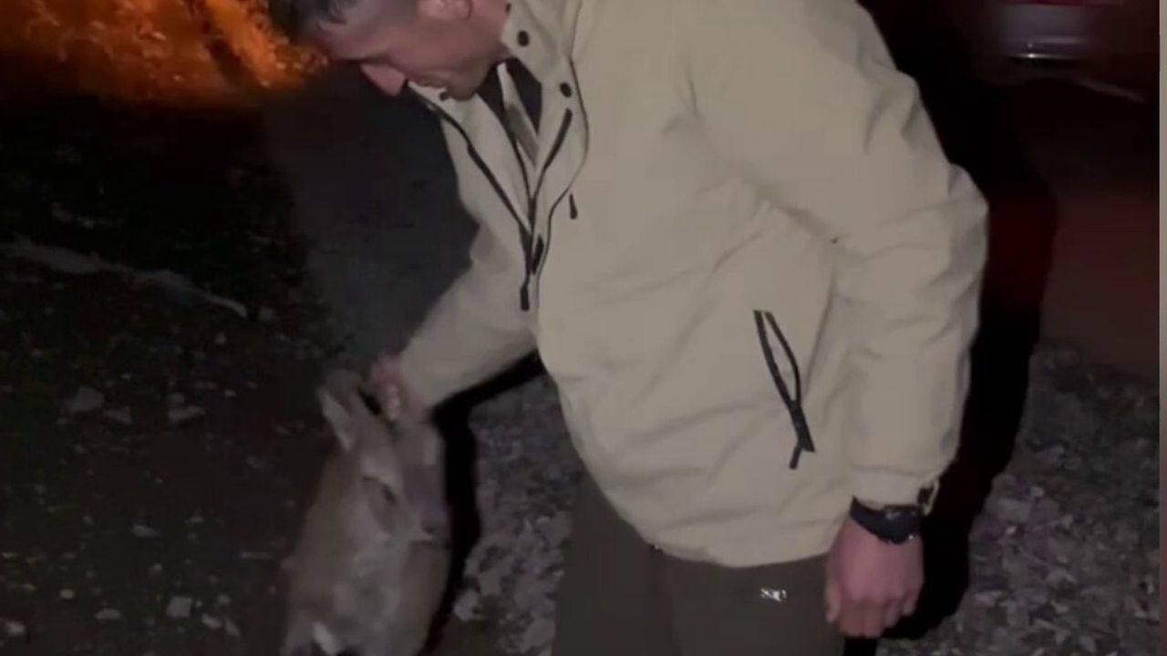 Erzurum Uzundere'de Yaralı Yaban Dağ Keçisi Yetkililere Teslim Edildi