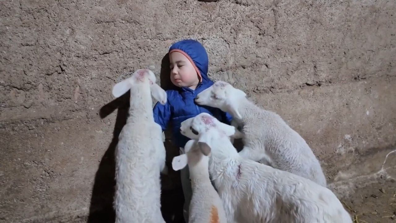 Eskişehir'de Kuzuların Arasında Kalan 3 Yaşındaki Yusuf'un Tatlı Tepkisi