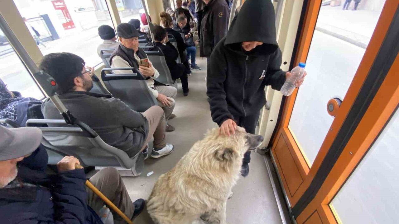 Eskişehir'de tramvaya binen sokak köpeği yolcuların ilgisini çekti