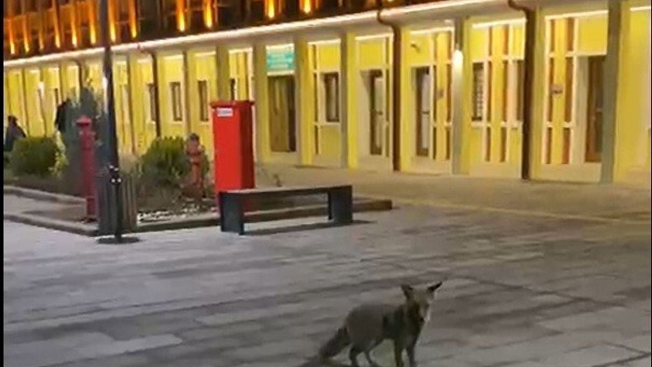 Eskişehir Tren Garı'nda yolcuların gözleri önünde tilki görüldü