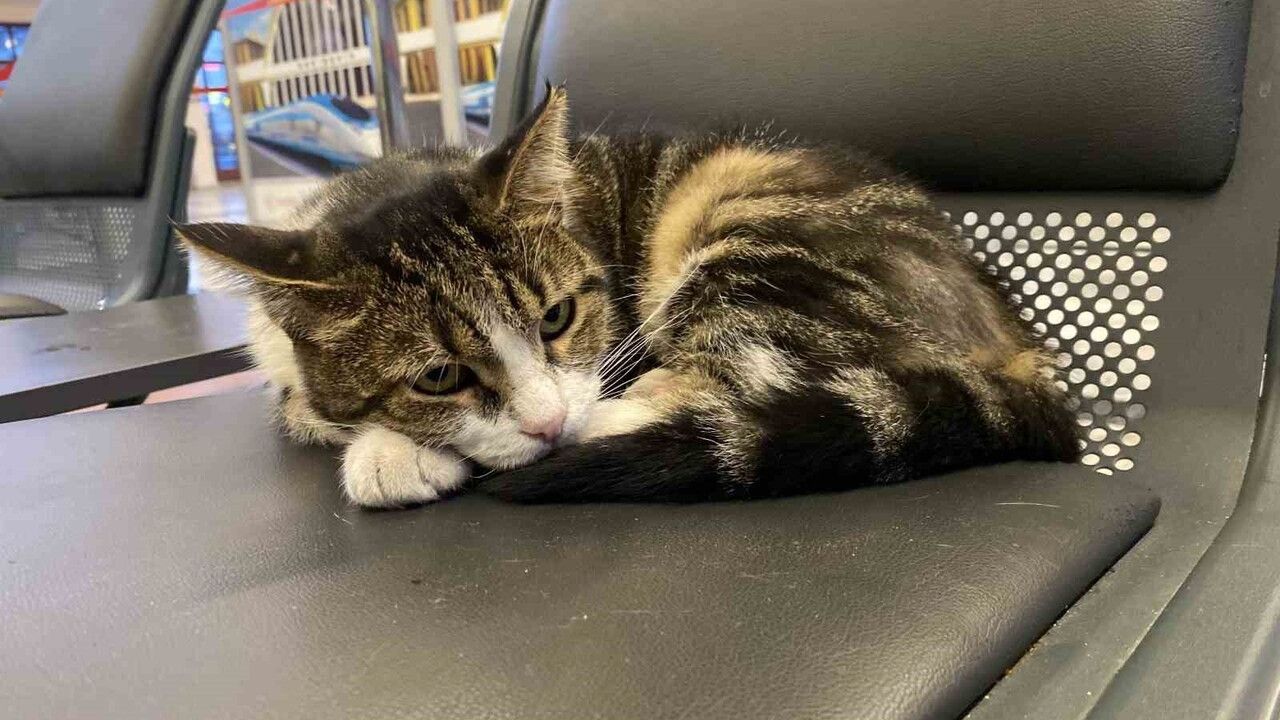 Eskişehir Tren İstasyonu'nun müdavim kedileri yolcuların ilgisini çekiyor