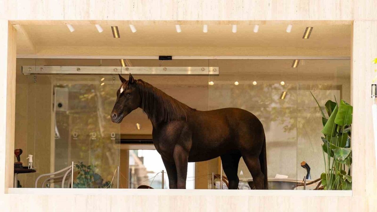 Espressolab, Animax Designs ile 'Kahve' animatroniğini İstanbul’a taşıdı