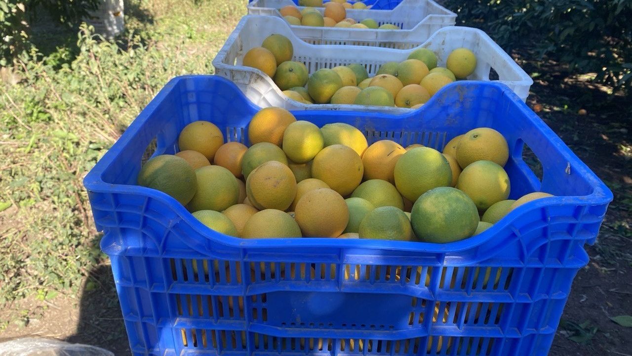 Finike'de portakal hasadı başladı: 250 bin ton rekolte, dalında 22–30 TL