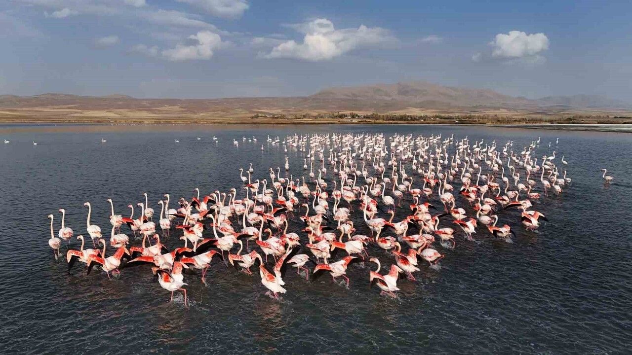 Flamingolar Erçek Gölü'nde Konaklama Süresini Uzattı