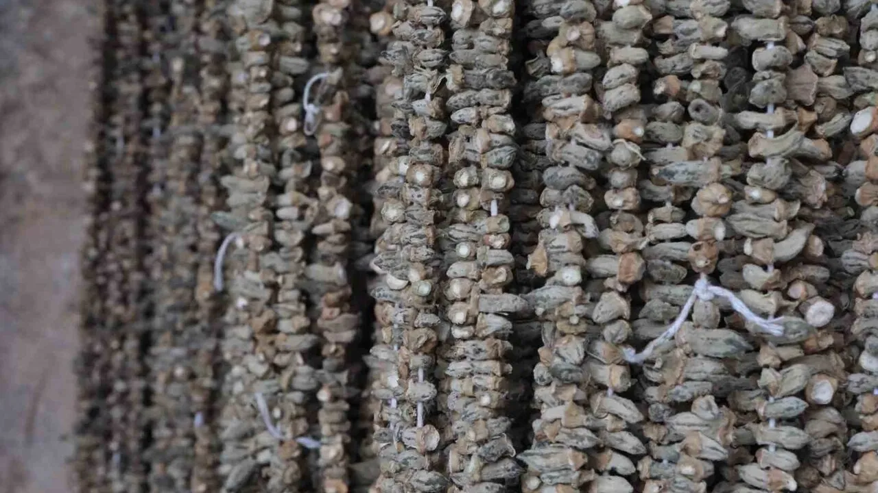 Gaziantep'te kuru bamya kilosu 2 bin TL'ye ulaştı