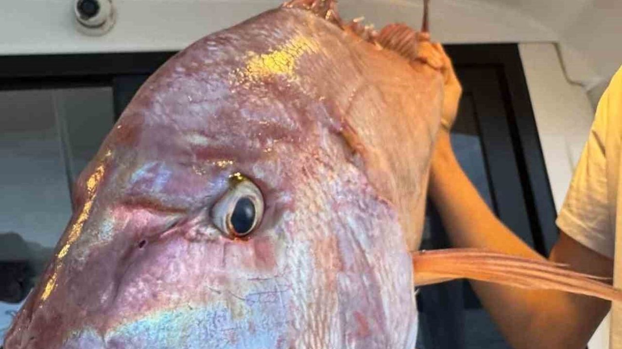 Gelibolu’da balıkçılar 12 kilogramlık mercan balığı yakaladı