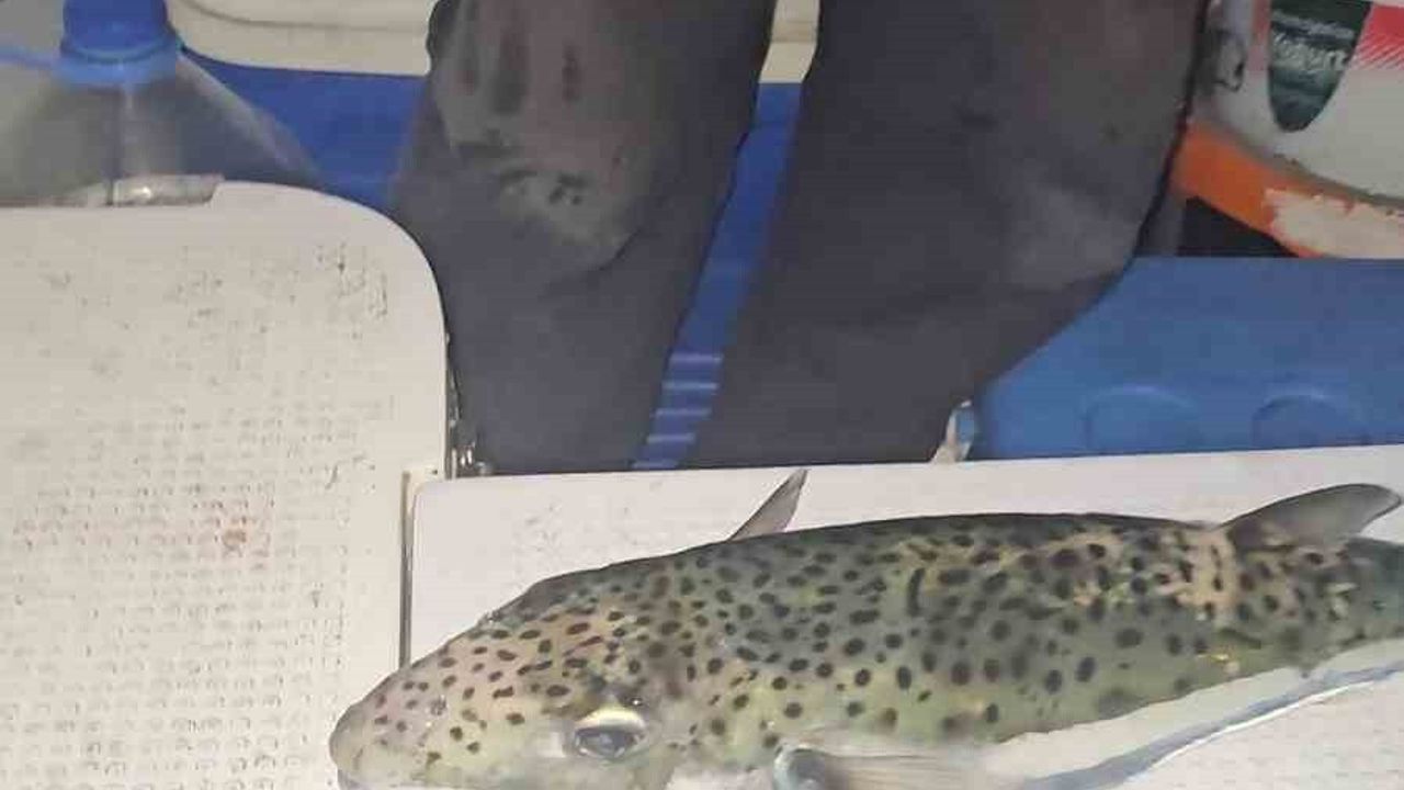 Gemlik Körfezi'nde benekli balon balığı görüldü: Uzmanlar ve balıkçılar uyarıyor