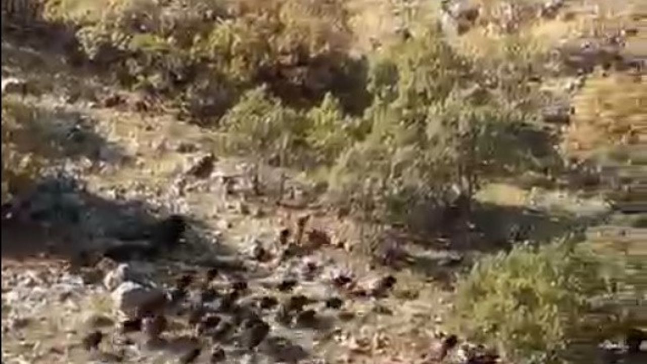 Gercüş’te Gökçepınar ve Hisar köylerinde domuz sürüleri görüntülendi