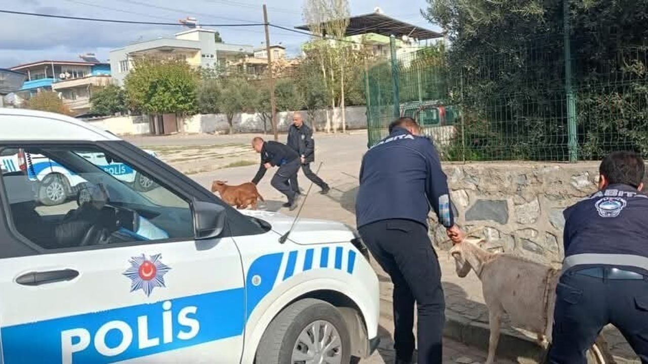 Germencik'te başıboş keçiler toplandı: Belediye ve kurumlar ortak operasyon düzenledi