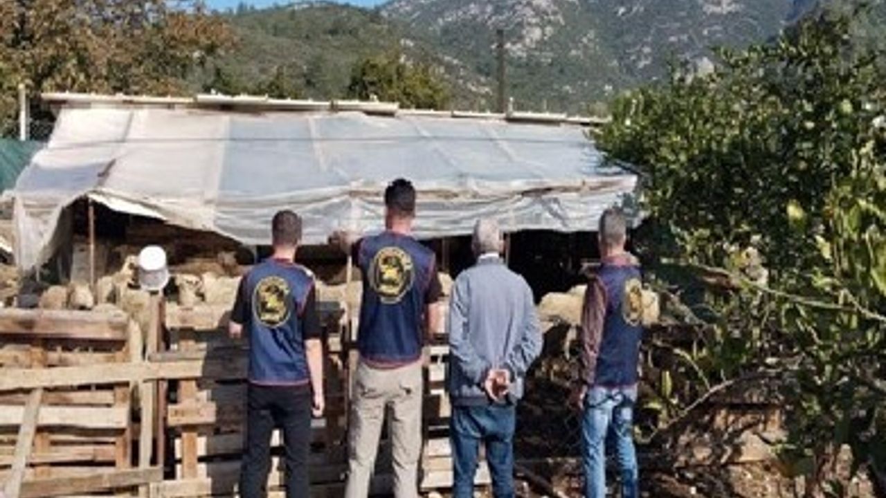 Germencik'te çalınan 14 küçükbaş hayvan bulunup sahibine teslim edildi