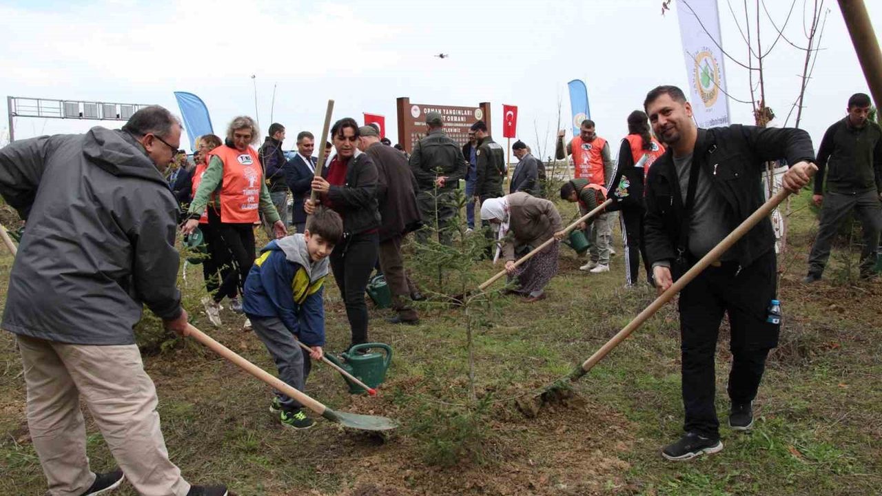 Gerze'de Orman Şehitleri Anısına Fidan Dikimi — 11 Kasım Milli Ağaçlandırma Günü