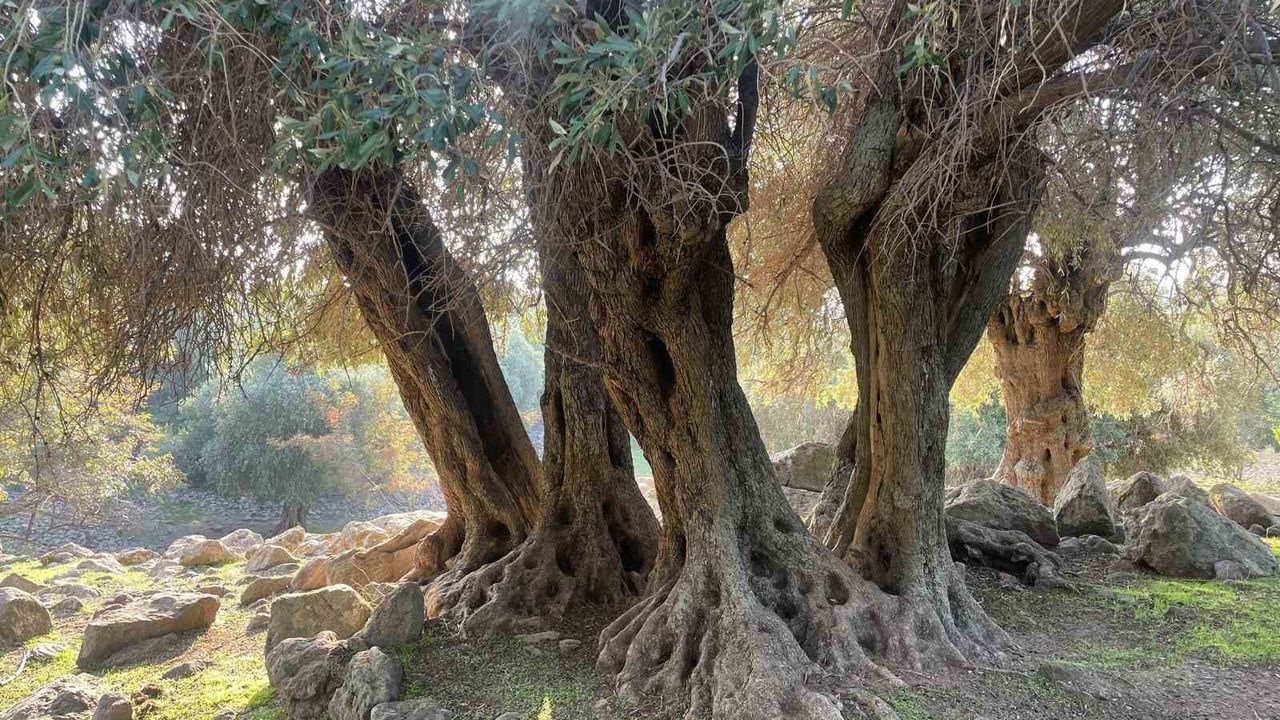 Gökçeada'da Ladolia Zeytini: Türkiye'de Tek, Bin Yıllık Ağaçlarla Üretim