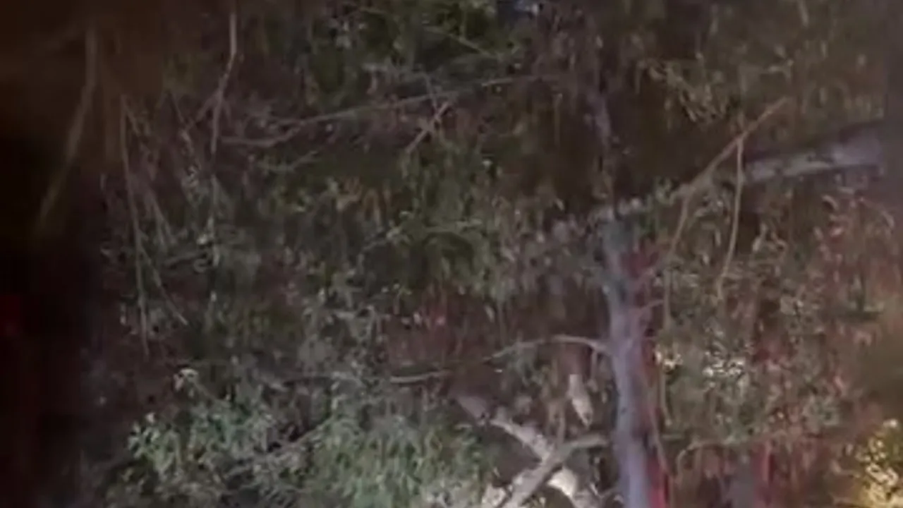 Gölcük’te Ağaçta Kalan Topu Almak İçin Tırmanan Çocuk İtfaiye Tarafından Kurtarıldı