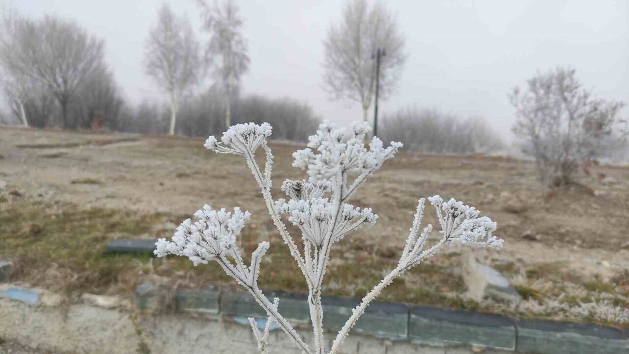 Göle'de gece -13°C: Bitkiler ve ağaçlar kırağı tuttu