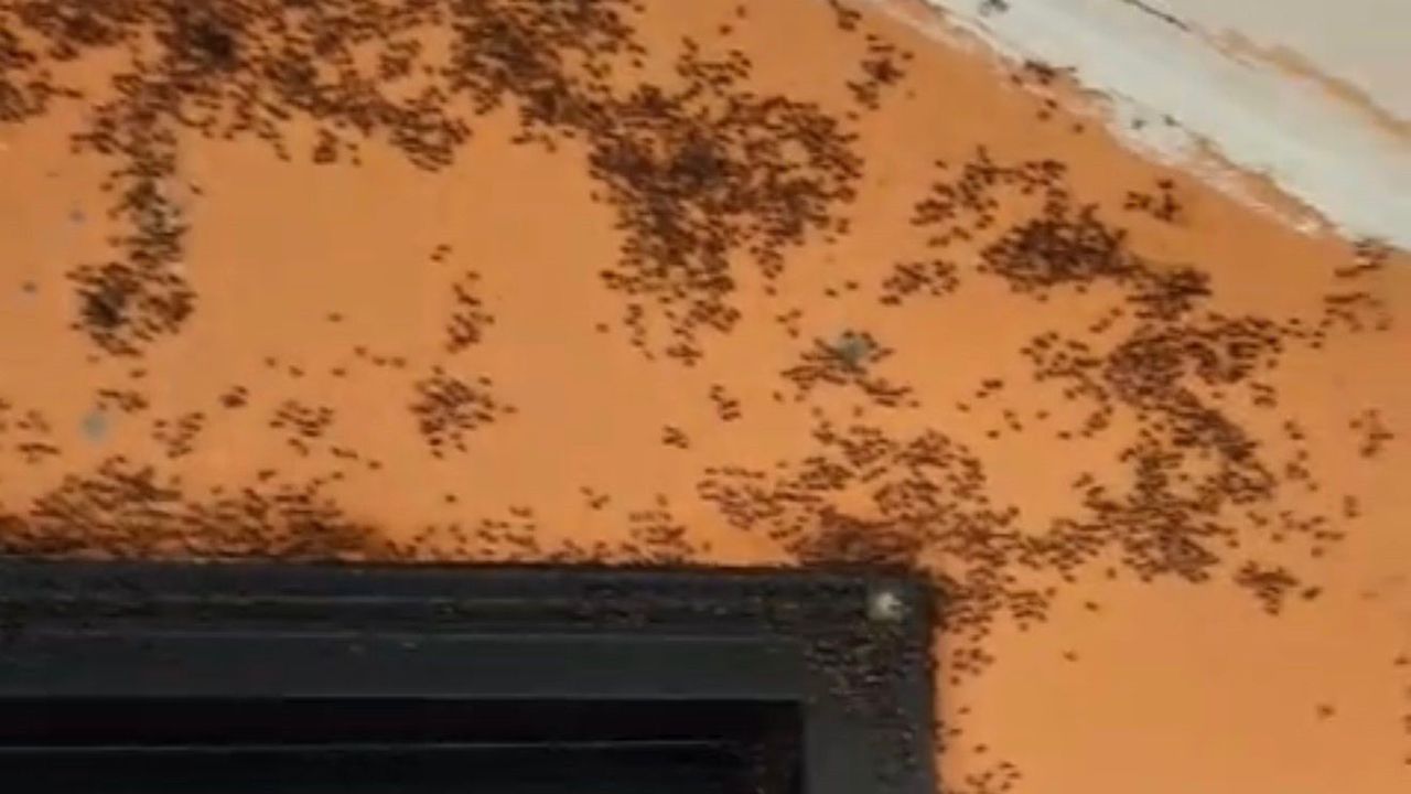 Gönen Hacımenteş Mahallesi'nde kara sinek yoğunluğu: Köylüler Mutlular Grup'un kemresini işaret ediyor