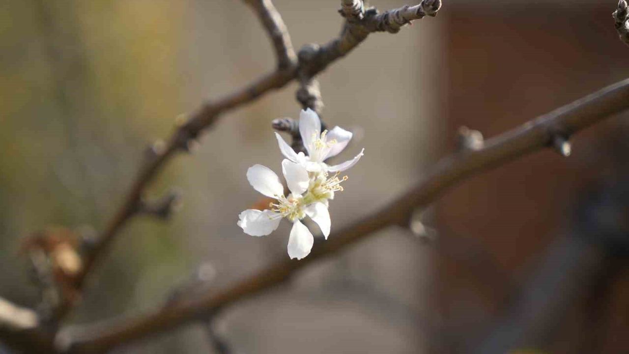 Gümüşhane'de Kasım Ayında Çiçek Açan Elma Ağacı İlgi Çekti