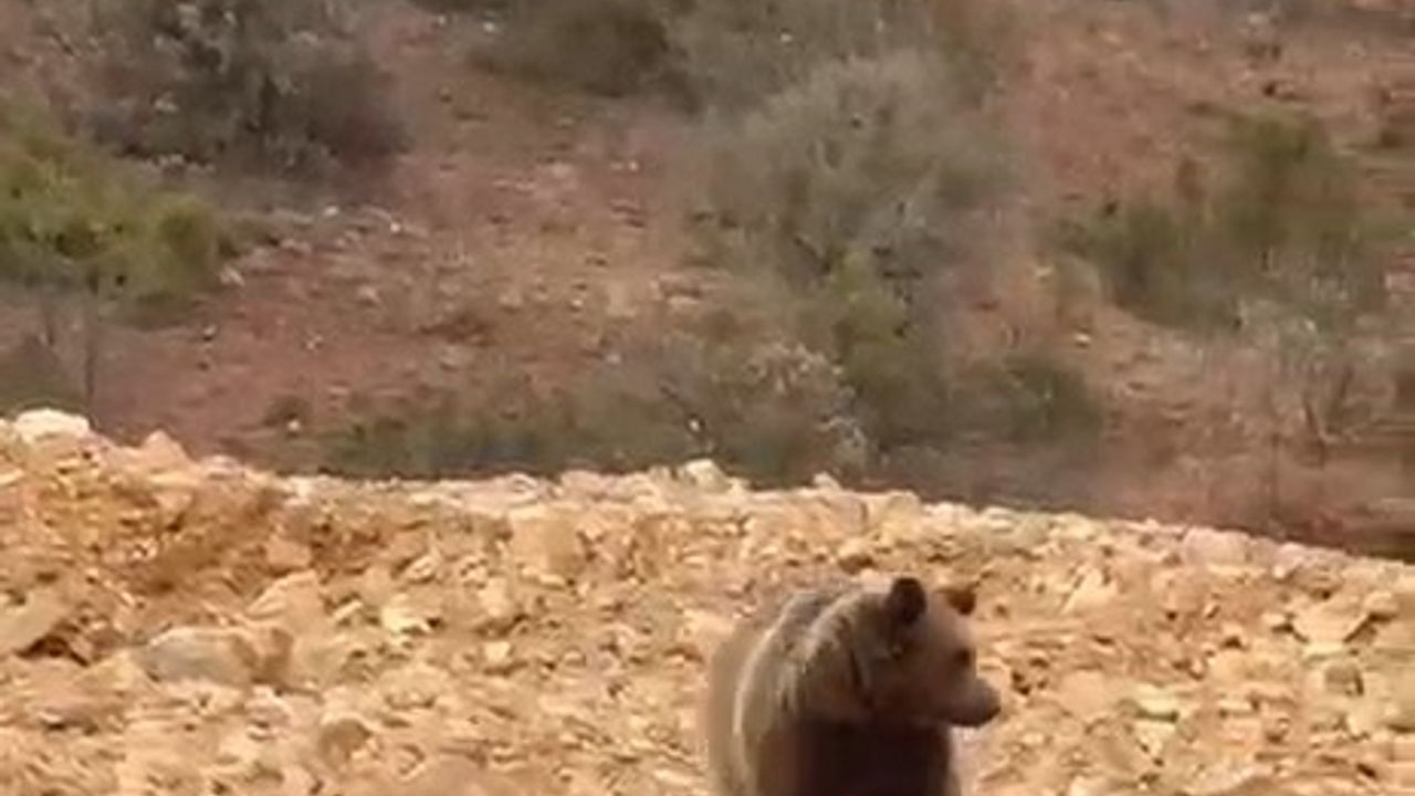 Gümüşhane Şiran'da Köylüler Yol Kenarındaki Ayıya Hamsi Verdi