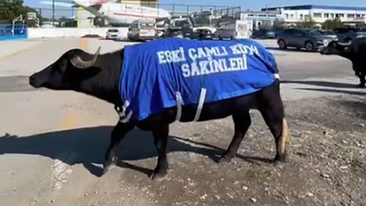 Güzelbahçe’de okul sahibinden mandal protestosu: Üzerinde 'Eski Çamlı Köyü sakinleri' yazılı kıyafetler giydirildi