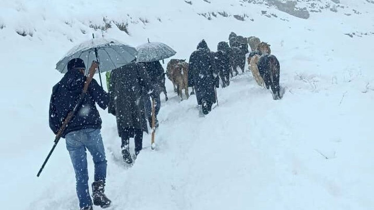 Hakkari'de karla kaplanan yaylada mahsur kalan sürü köylülerin çalışmasıyla kurtarıldı