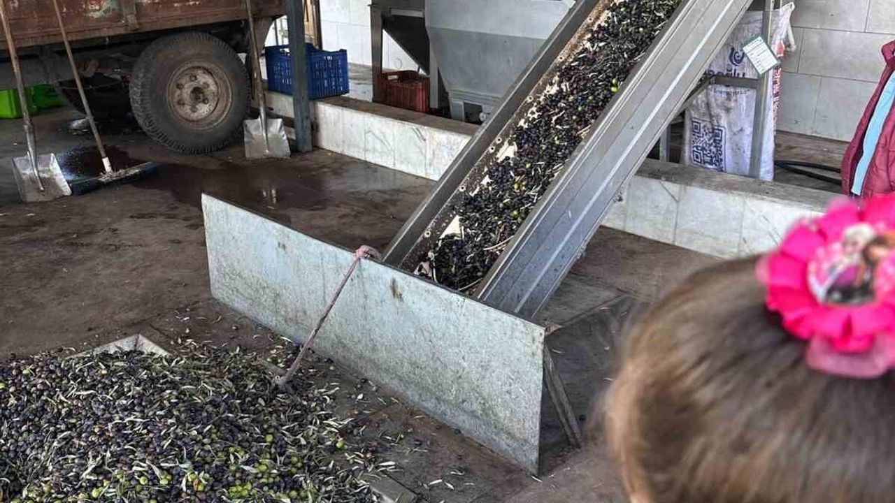 Halide Hatun İlkokulu öğrencileri eTwinning ile zeytinin ağaçtan sofraya yolculuğunu uygulamalı öğrendi