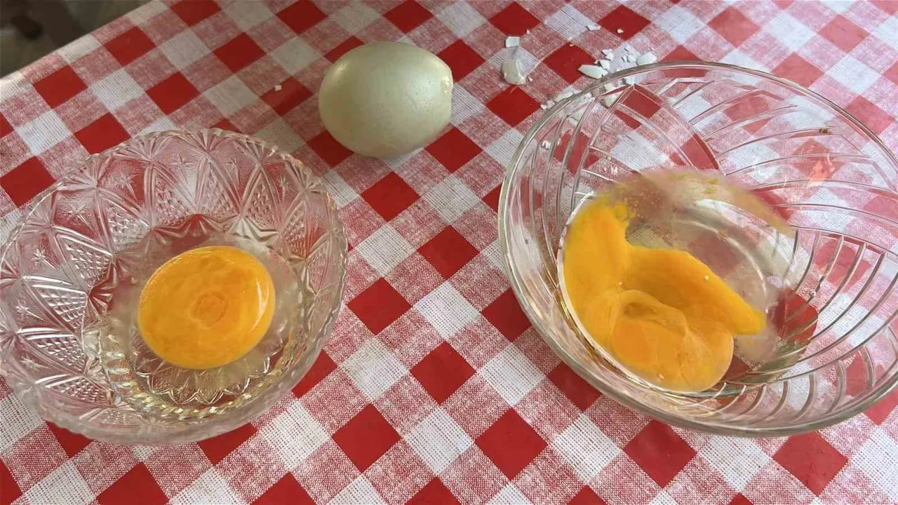 Hatay'da 10 yıldır beslediği Araucana'larla mavi yumurta üretiyor