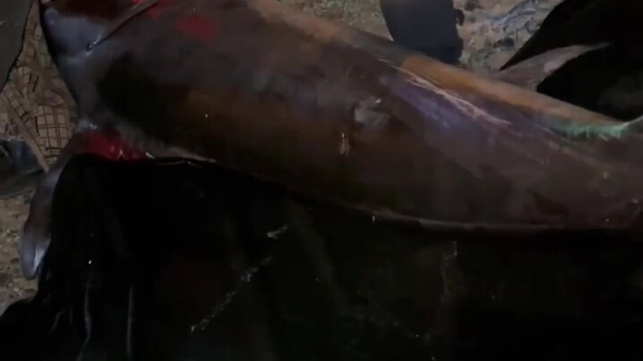 Hatay'da 115 kg'lık kılıç balığı, 2,5 saatlik mücadeleyle tekneye alındı