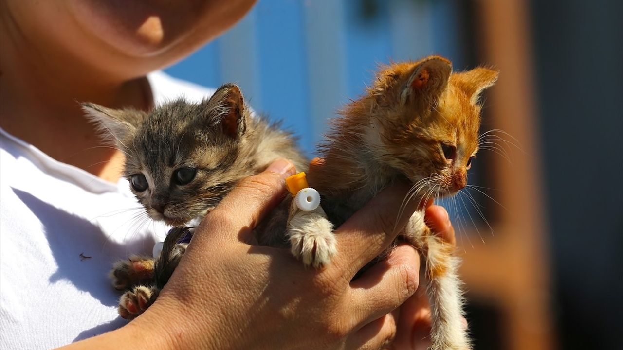 Hatay'da depremzede Canan Göçmen, sahipsiz kedilere düzenli bakım sağlıyor