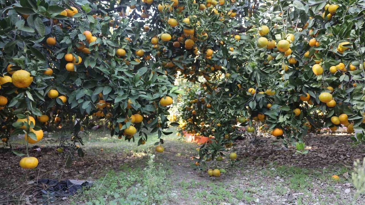 Hatay'da üreticiler fiyat düşüşü sonrası tonlarca mandalina ücretsiz dağıttı