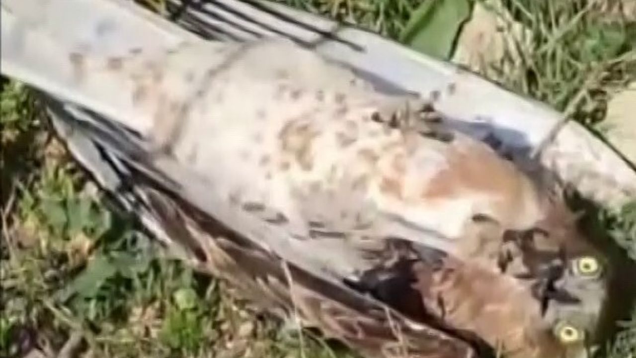 Hatay'da Yılan ile Kartalın Yaşam Mücadelesi: Vatandaşların Müdahalesiyle Kartal Kurtarıldı