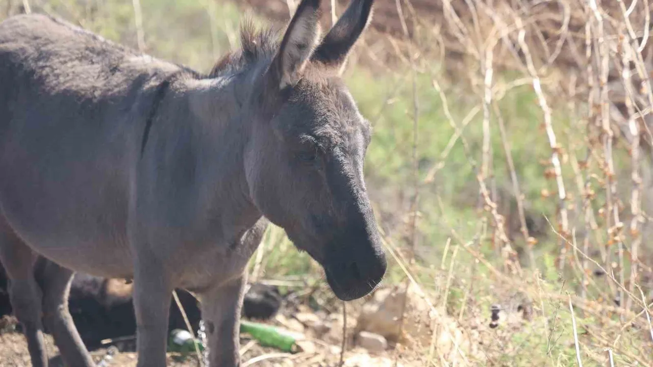 Hatay Reyhanlı'da kazada telef olan eşeğin başında bekleyen sıpa, çevredekileri duygulandırdı