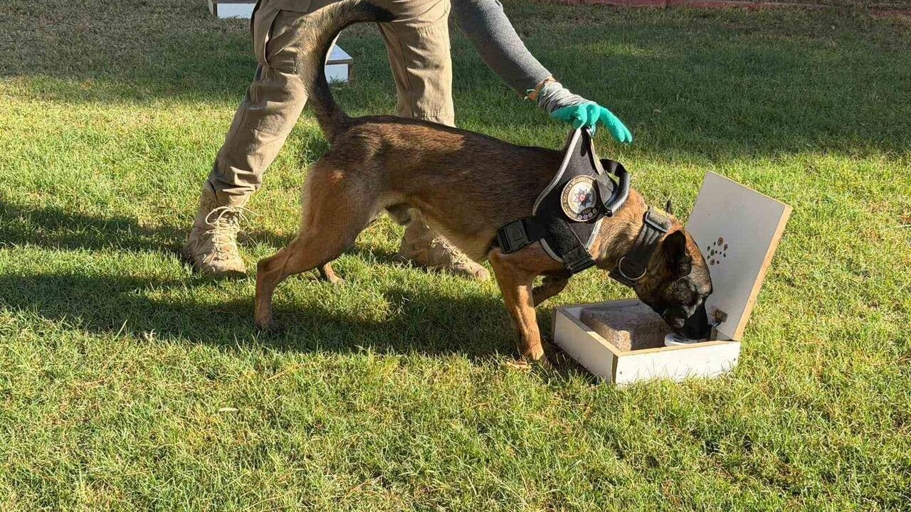 Hector ve Mailo, Batman'da 17 operasyonda 140 kilogram uyuşturucu tespit etti