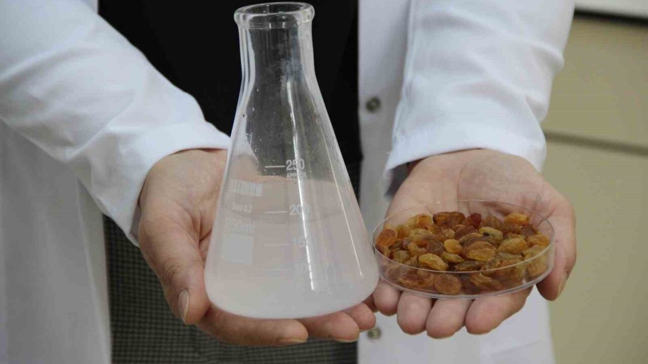 Hitit Üniversitesi'nden kuru üzüm ihracatında toksin riskine doğal çözüm: Antagonistik mayalar