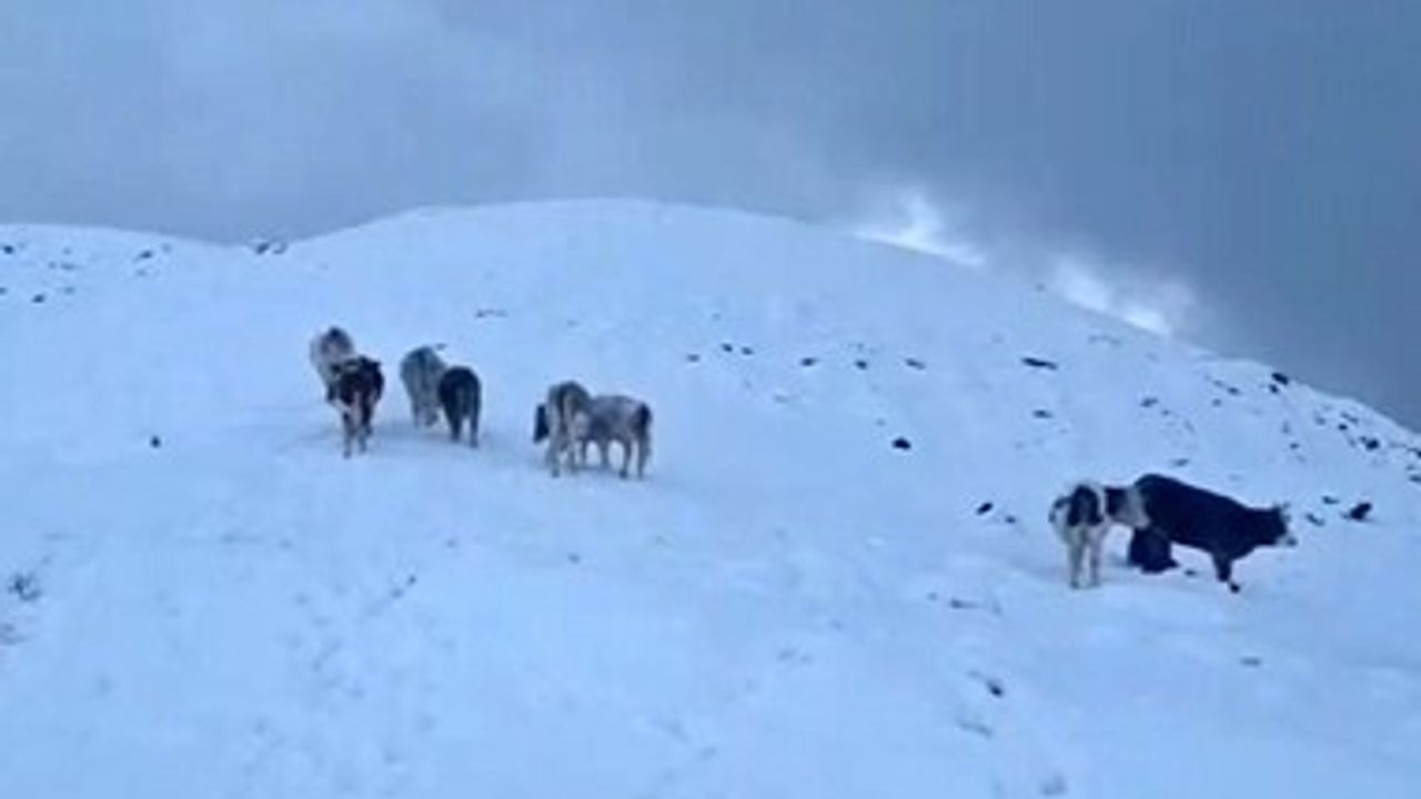 Hizan'da ani kar yağışı meradaki büyükbaşları zor durumda bıraktı