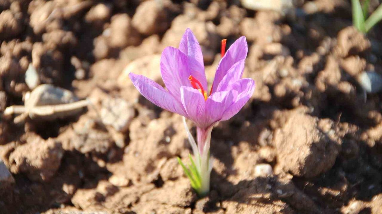 Honaz'da Yerel Tohum Merkezi'nde safran soğanları filizlendi