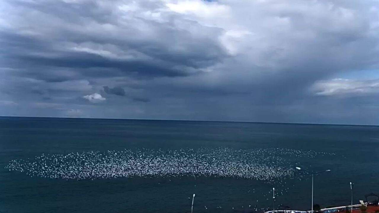 Hopa açıklarında yüzlerce martının toplu uçuşu denizde beyaz dalga görüntüsü oluşturdu