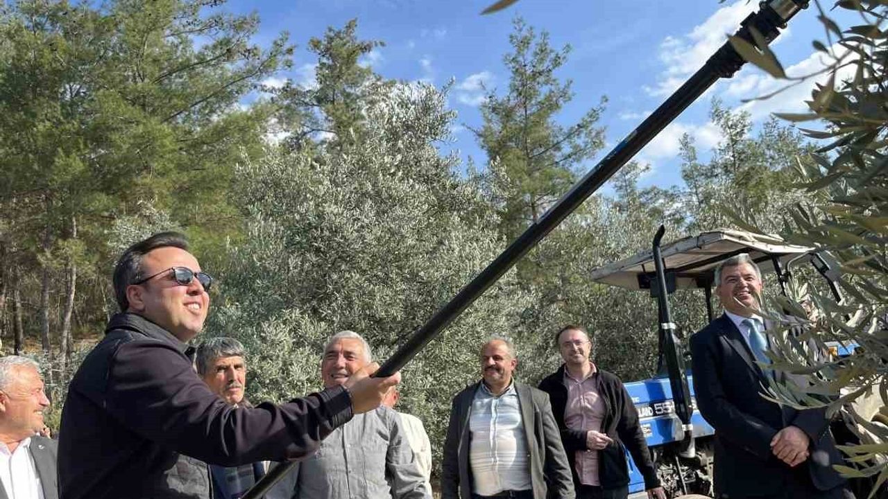 Hyllarima Antik Kenti'nde 4 bin yıllık zeytinlerin hasadı: Kavaklıdere'de geleneksel etkinlik