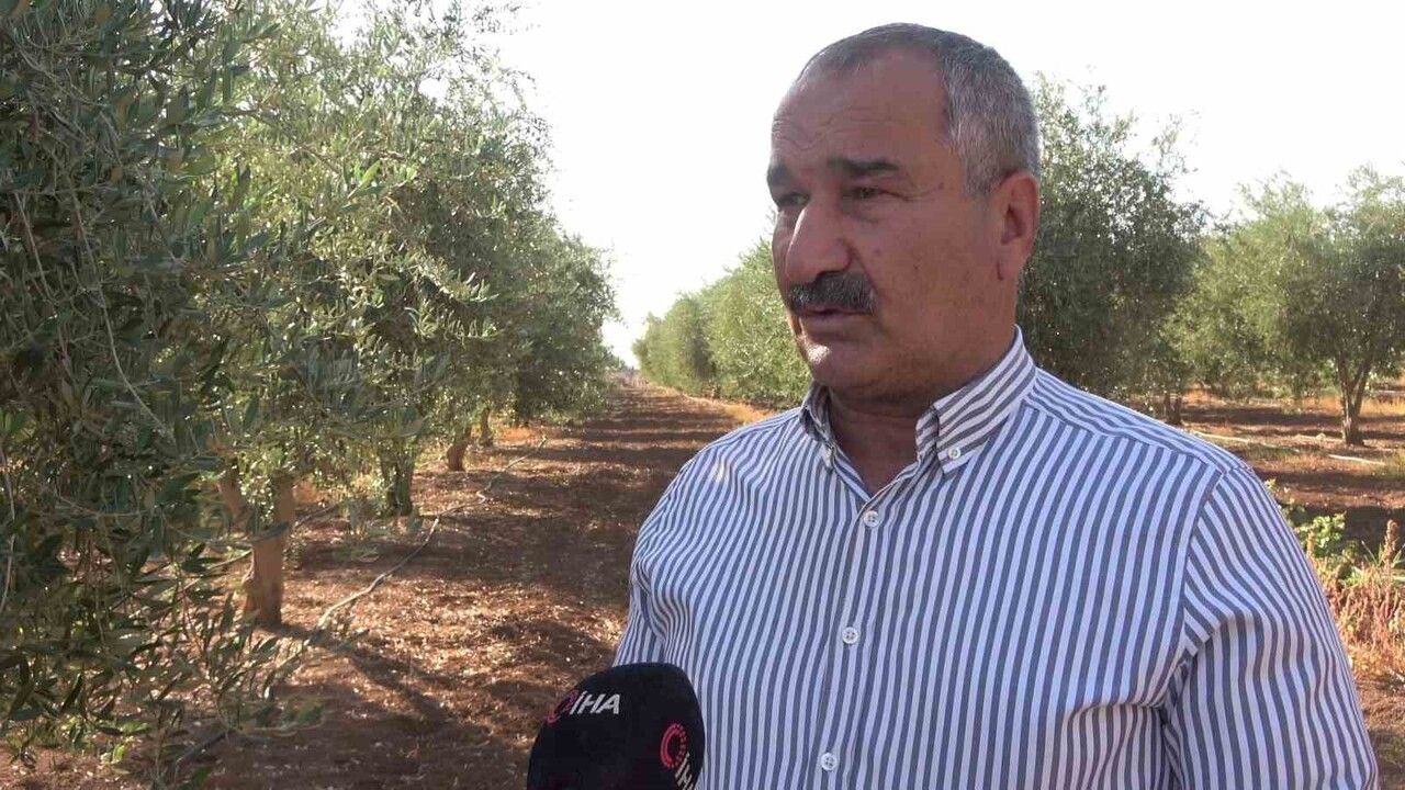 İdil’de dona bağlı zeytin kaybı: 150 dönümlük bahçeden ürün alınamadı