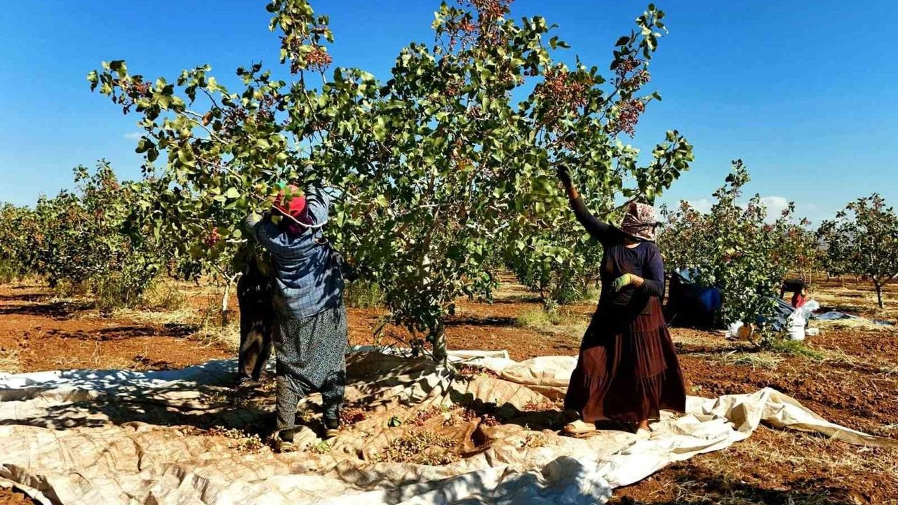 İdil Kurtuluş Köyünde 13 Bin Fıstık Ağacının Hasadı Başladı