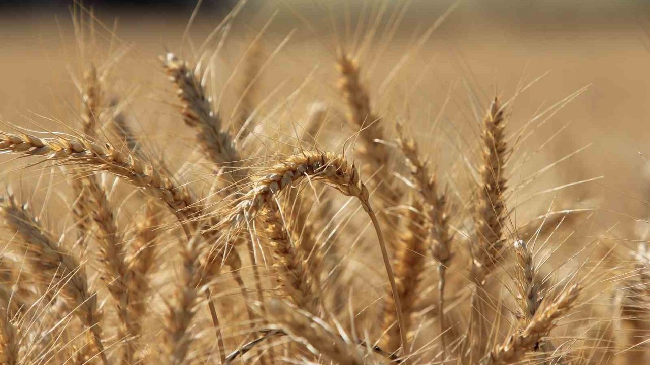 IGC: Küresel tahıl üretimi tüm zamanların zirvesine ulaşacak