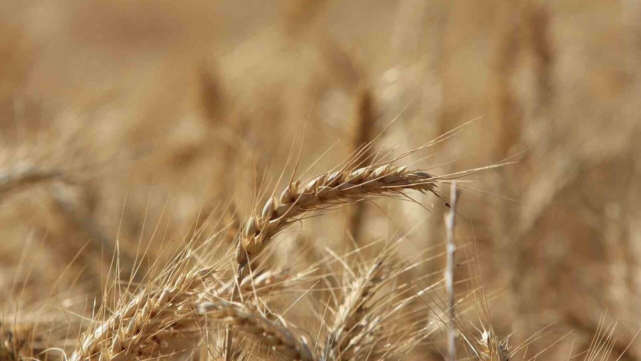 IGC: Küresel tahıl üretiminde 105 milyon tonluk artışla 2,430 milyon ton öngörülüyor