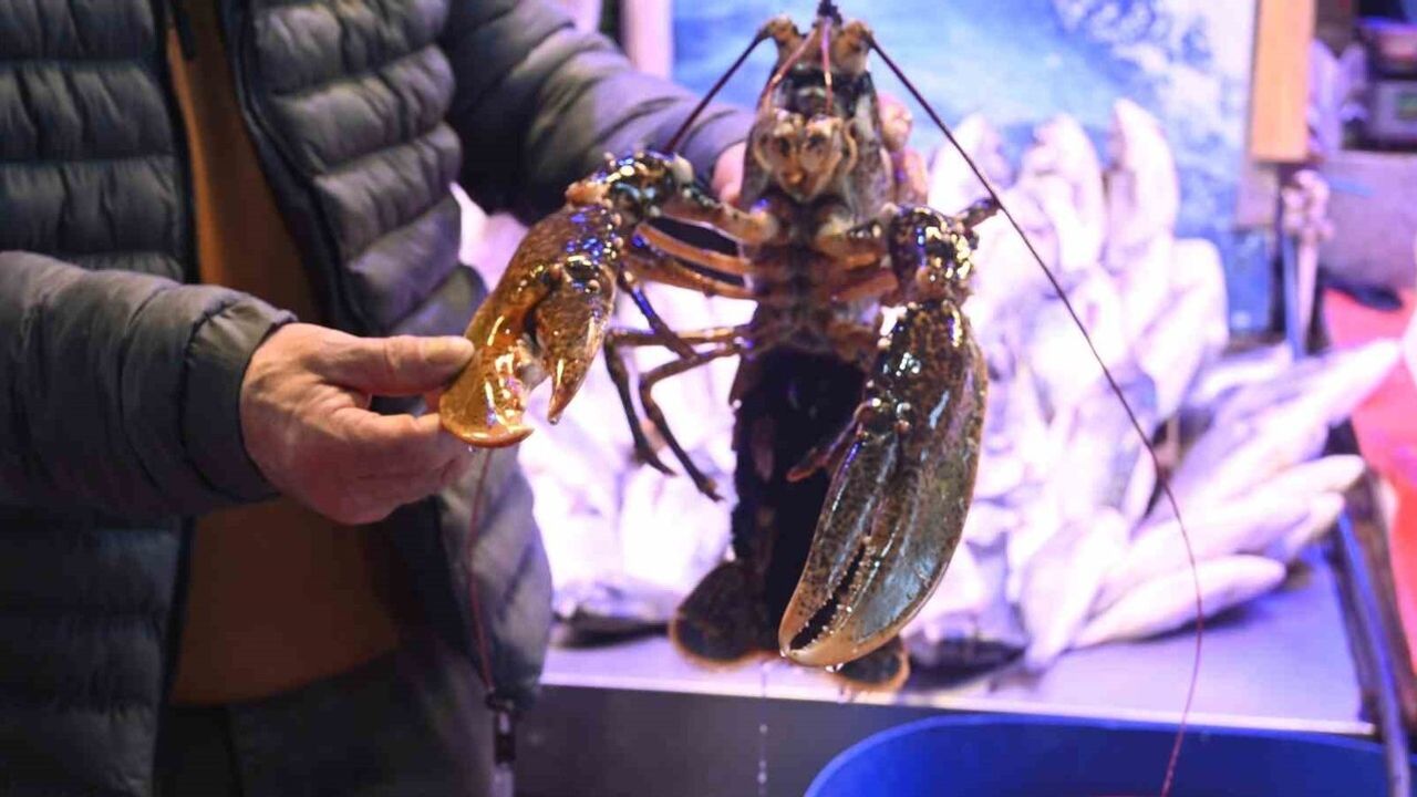 İskenderun’dan gelen yılan balığı Eskişehir’de restoran ve özel müşterilere satılıyor