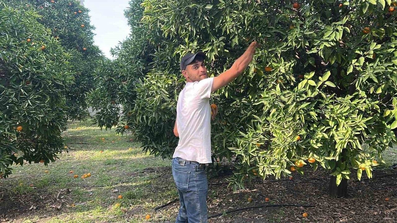 İskenderun Narenciye Festivali'nde Vatandaşlar Dalından Ücretsiz Meyve Topladı