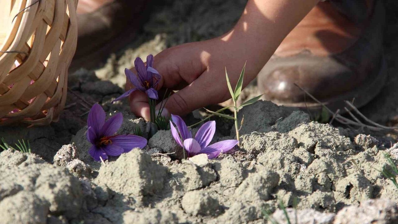 İskilip’te 250 m² kıraç arazide safran denemesi: İlk hasat yapıldı