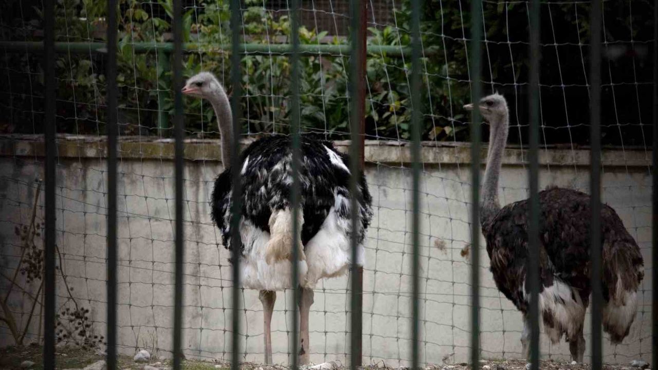 İspanya’da kuş gribi önlemi: Yüksek riskli bölgelerde 10 Kasım'dan itibaren kümes hayvanları kapalı tutulacak