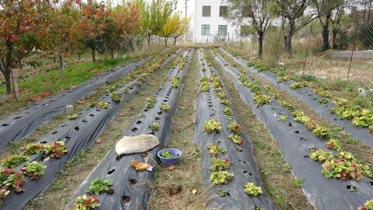 Isparta'da 85 yaşındaki İbrahim Çakmakçı 'Hayır Bahçesi'nde ürünlerini ücretsiz paylaşıyor