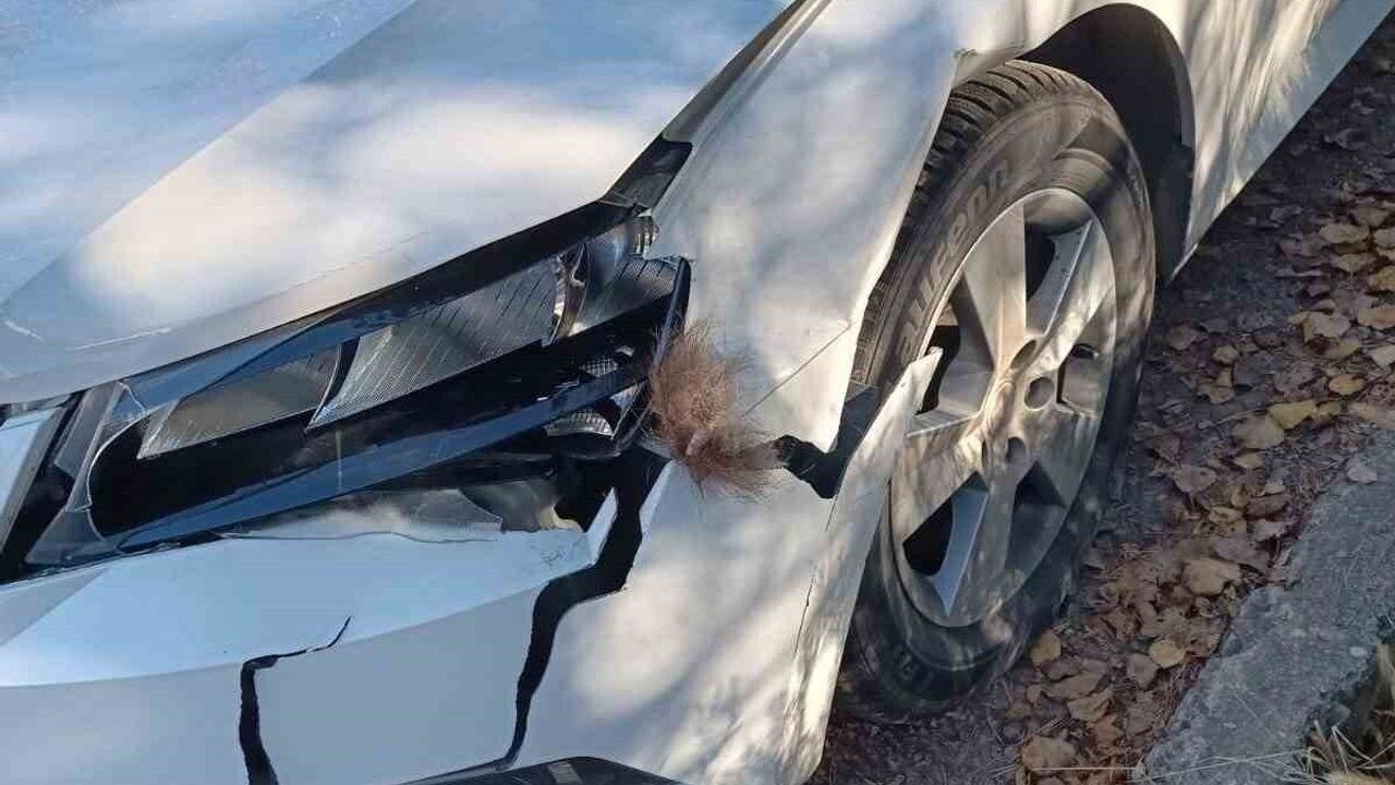 İspir'de otomobil boz ayıya çarptı: sürücü jandarmaya ihbarda bulundu, bölge halkı önlem istiyor