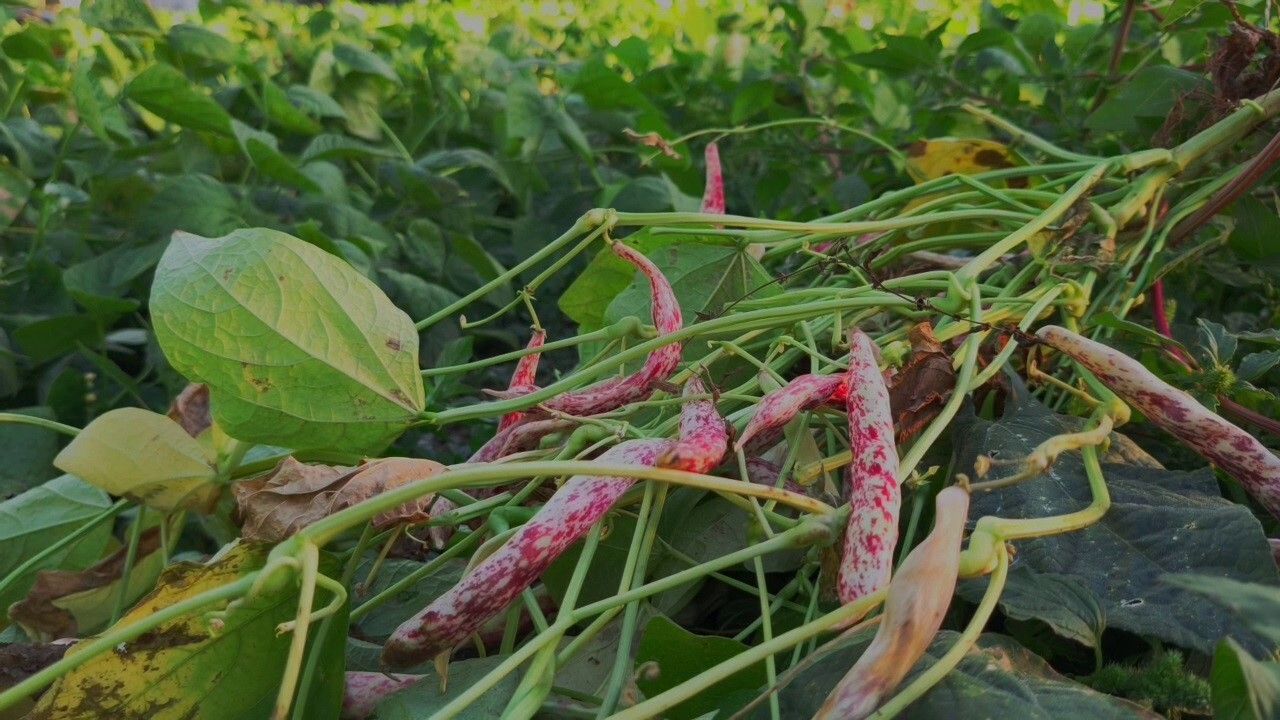 İspir Fasulyesi: Erzurum'un 'Beyaz Altını' Dünya Mutfağında Söz Sahibi Oluyor